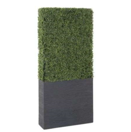 Boxwood Hedge in Planter (5')